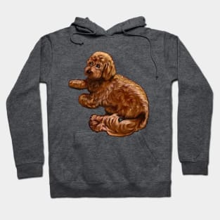 cavalier king charles spaniel poodle Cavapoo puppy dog vogue pose - puppy love Hoodie